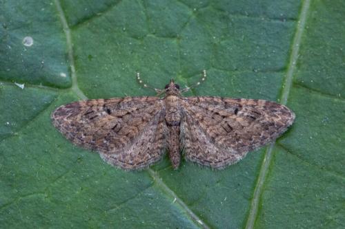 Eupithecia tenerifensis